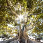 a tree with abundant life