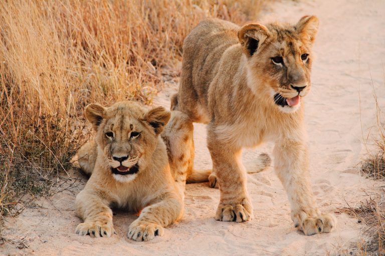Zimbabwe Best Destination and Tourist Attraction