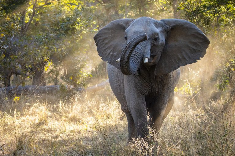 Africa’s Biggest Eye Opener: A Guide to Zimbabwe