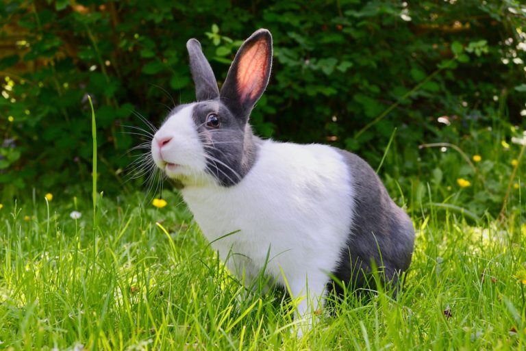 What are some common diseases that affect meat rabbits?