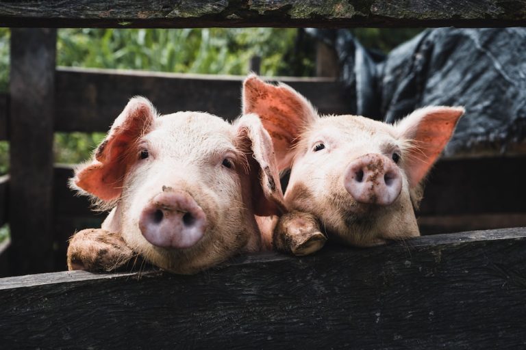 What are the common pig breeds for a piggery project?