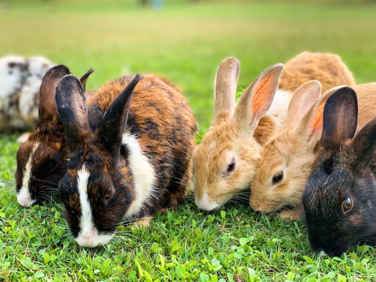 What are the most common rabbit breeds for meat?