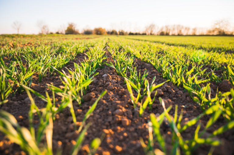 Profitable Farming Businesses In Nigeria