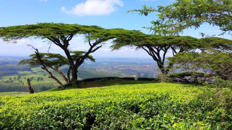 Best Hosting in Malawi? Tremhost is here for you!