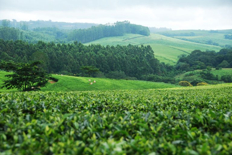 Web Hosting in Malawi