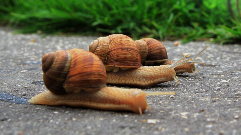 5 Mistakes That Can Slow Down Your Website (Hosting Fixes)