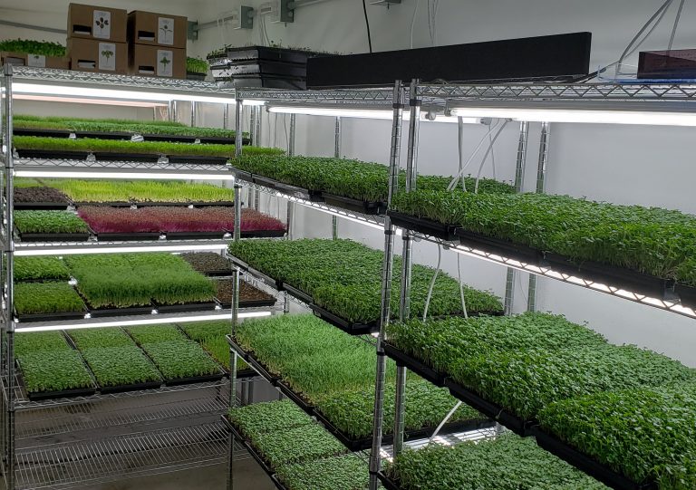 Microgreens 101: Starting a Profitable Indoor Garden