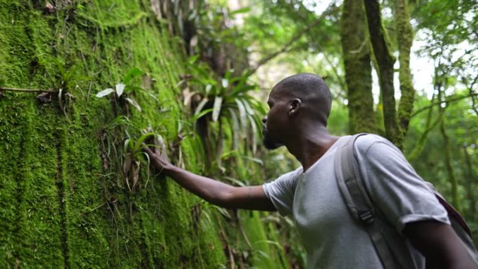 Mid adult man touching a tree in the forest