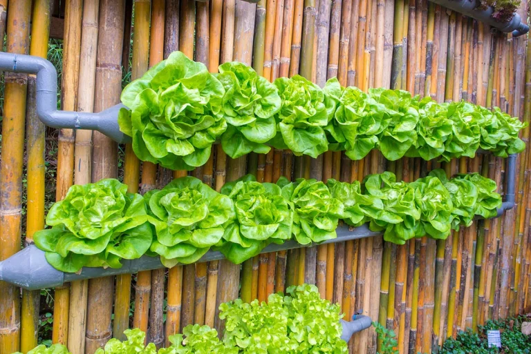 Vertical Farming at Home: How to Grow Fresh Greens in Limited Spaces
