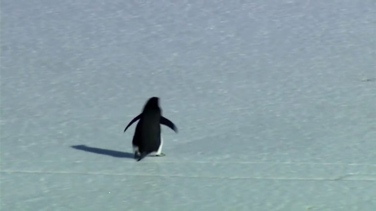 How the “Nihilist Penguin” Meme Became a Political Symbol Online